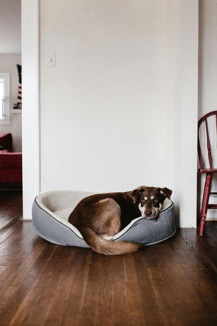 Calming Dog Beds