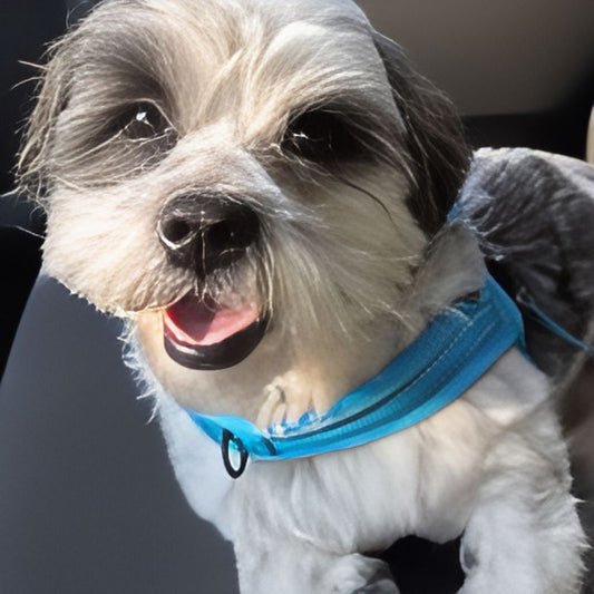 Dog with a blue collar looking directly at the camera