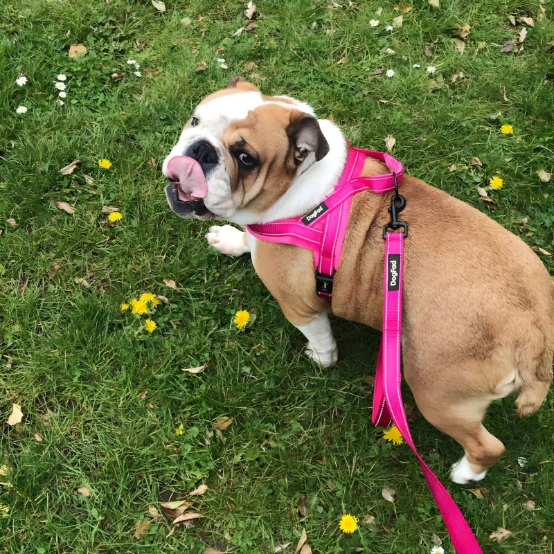 Bulldog wearing a pink harness and leash on grass with flowers
