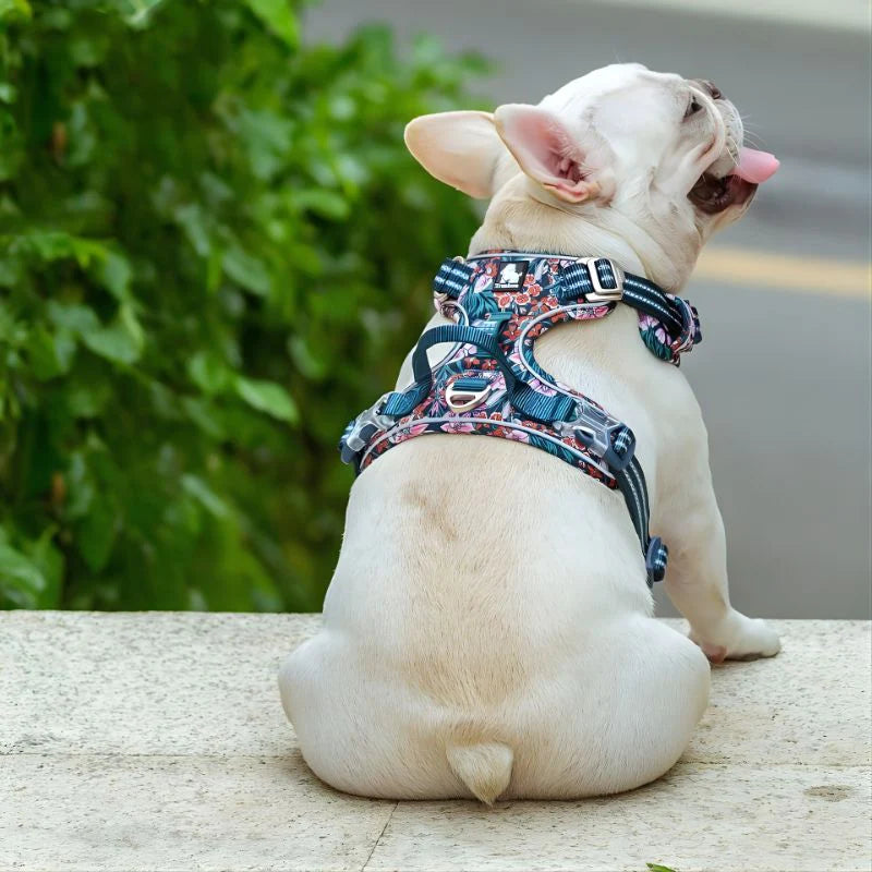 Small dog wearing a colorful harness sitting on a stone surface with greenery in the background