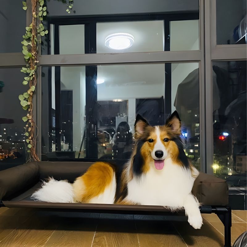 Dog wearing a graduation cap on a pet bed with a cityscape in the background